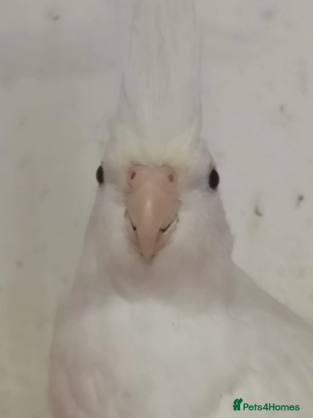 Cockatiels birds for sale: Female cockatiel  - Advert 2