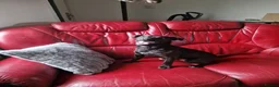 Patterdale Terrier dogs for sale: 7 Working Patty Pups - Advert 6