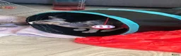 Sphynx cats for sale: Kittens are looking for new homes. - Advert 18
