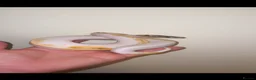 Snake reptiles for sale: Pied ball python  - Advert 4