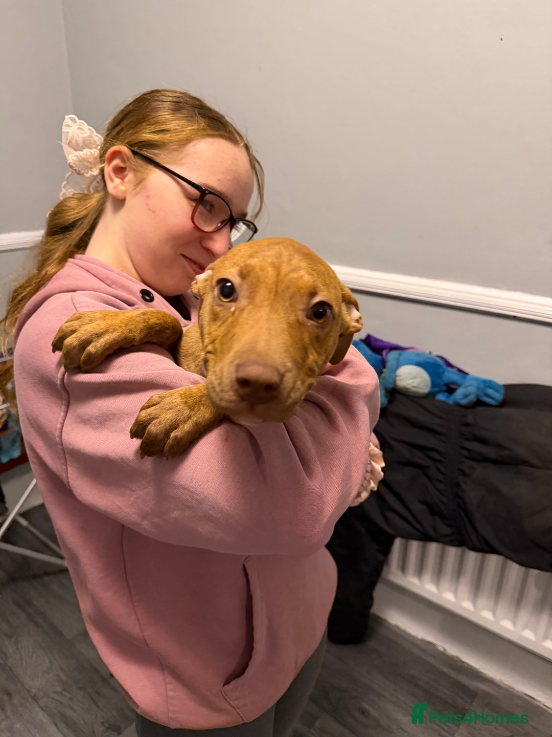 Staffordshire Bull Terrier dogs for sale: Female staff puppy - Advert 6