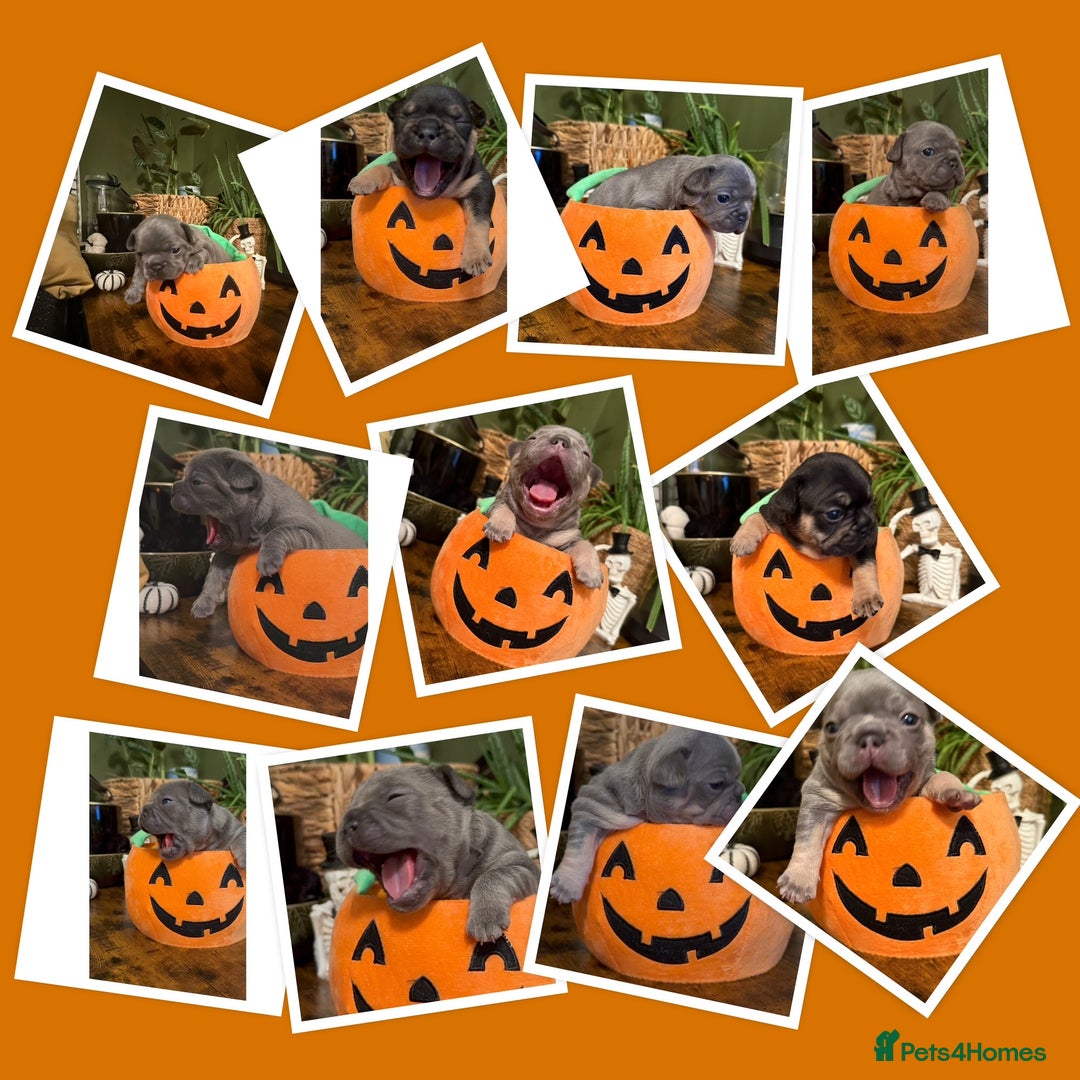 French Bulldog dogs for sale: Exclusive French Bulldog Puppies - Image 1