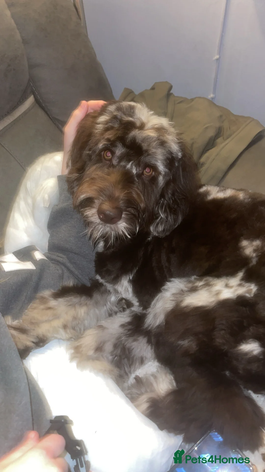 Cockapoo dogs for stud: Multigen Harlequin Merle Cockapoo at Stud in Manchester - Advert 9