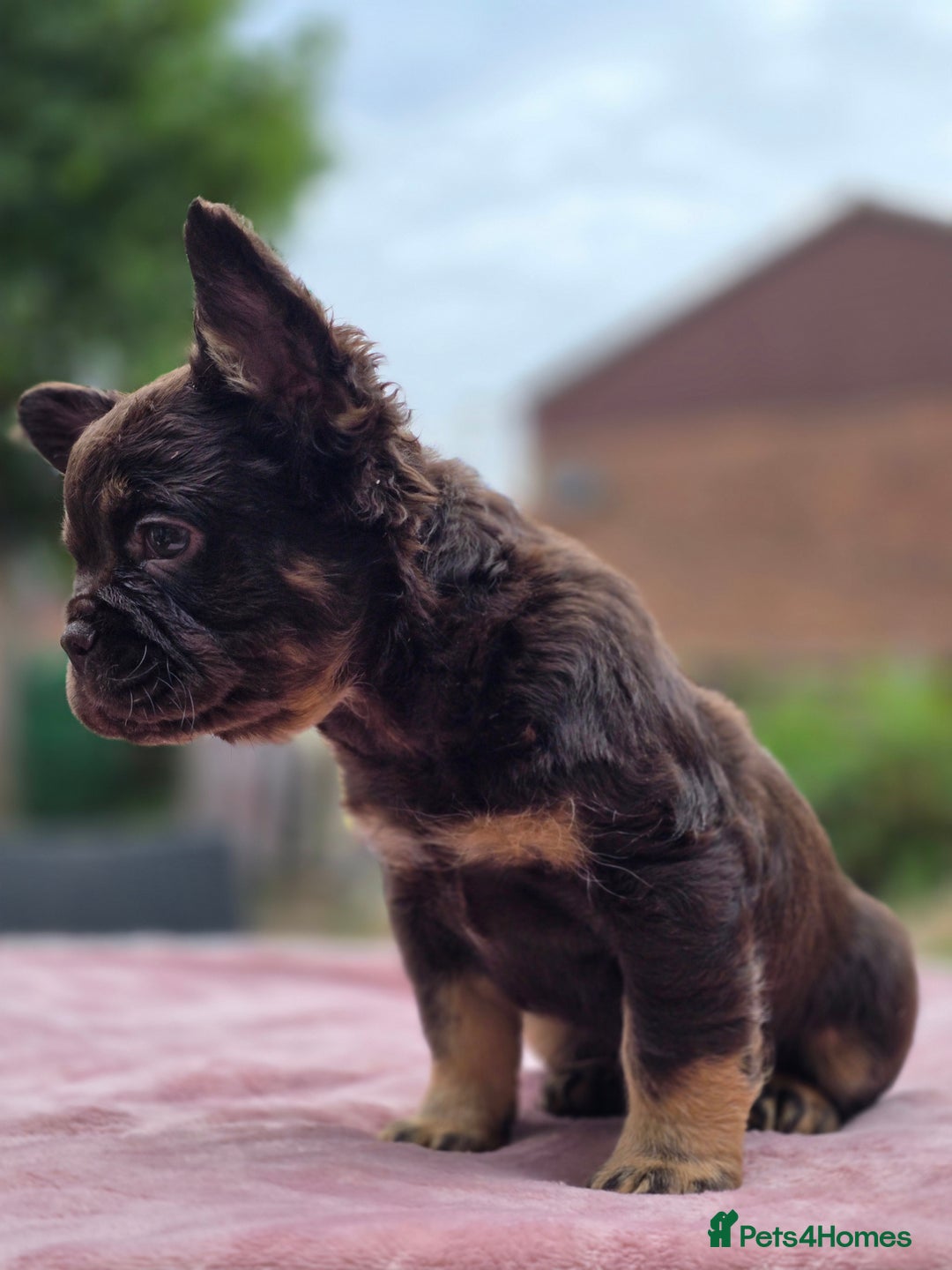 French Bulldog dogs for sale: Fluffy french bulldogs carrying Pink - Image 14