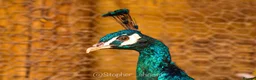 Peafowl poultry for sale: Pair of bonded peafowl - Advert 4
