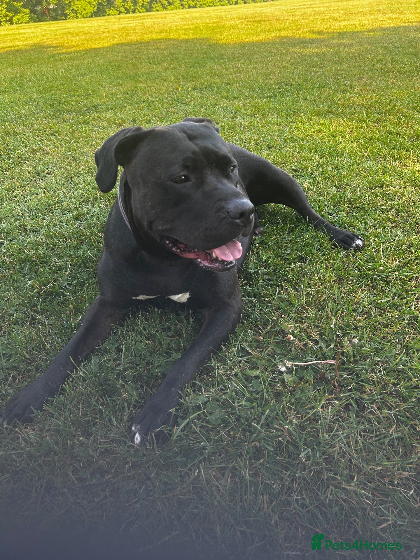 Cane Corso dogs Beautiful Cane corso for sell  - Advert 1
