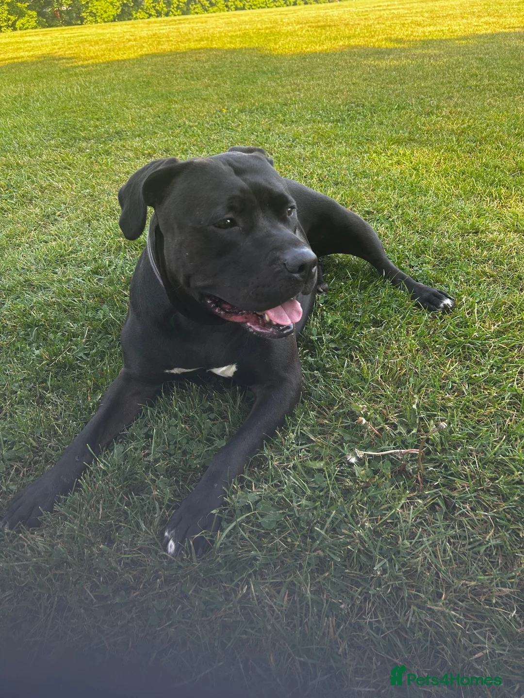 Cane Corso dogs for sale: Beautiful Cane corso for sell  - Advert 1