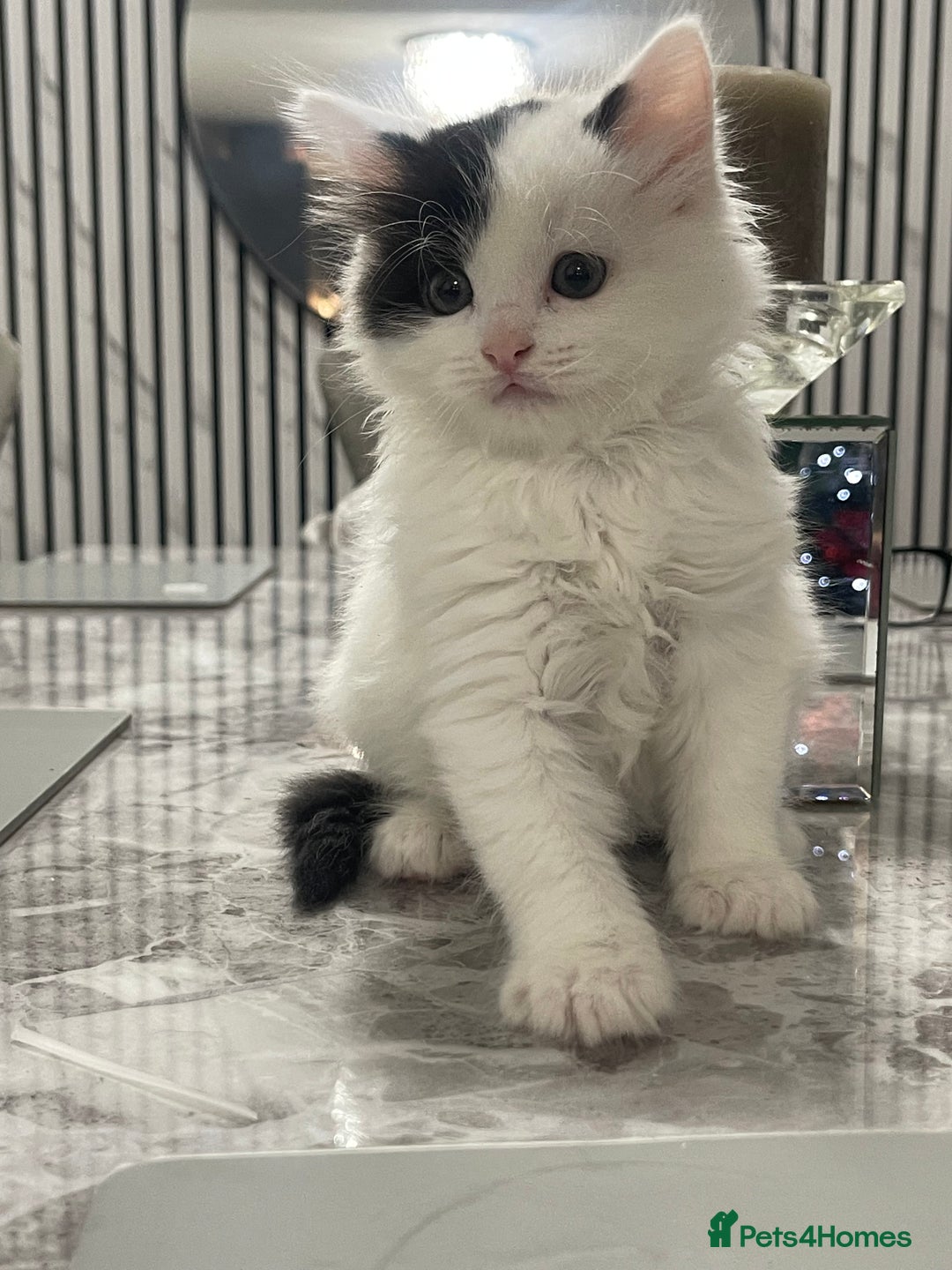 Mixed Breed cats for sale: Kittens available 8 weeks old  - Advert 9