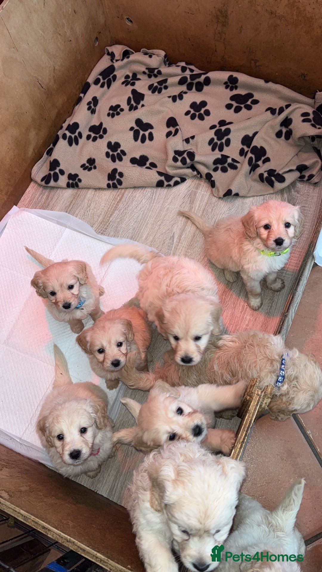 Mini Goldendoodle dogs for sale: 10 beautiful Miniature F1 GoldenDoodle puppies - Advert 2