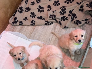 Mini Goldendoodle dogs READY TO LEAVE 10Miniature F1 GoldenDoodle puppies - Advert 5