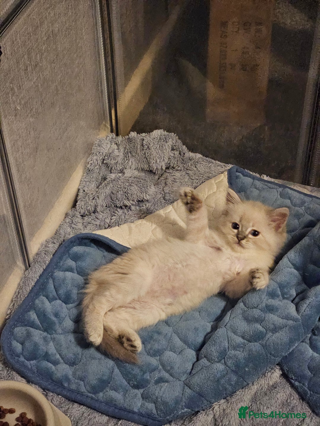 Ragdoll cats for sale: Lilac and blue tica ans Gccf registered ragdolls. - Image 17