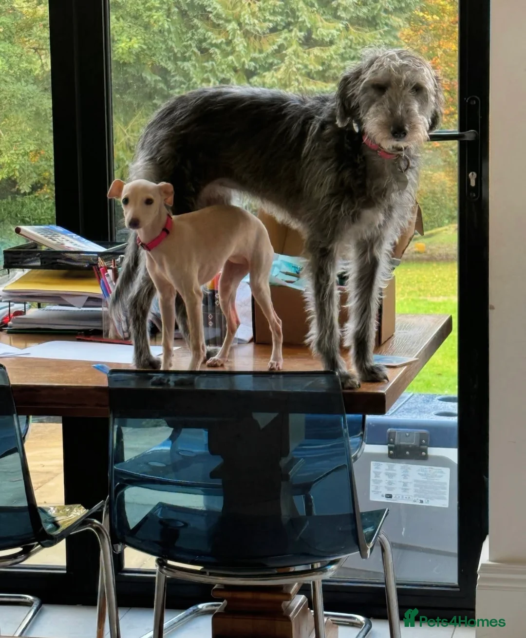 Gallery Image {{count}}