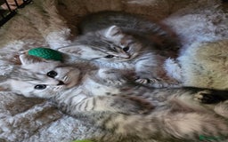 British Shorthair cats for sale: British short hair kittens - Image 5