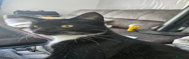 Kitten 1