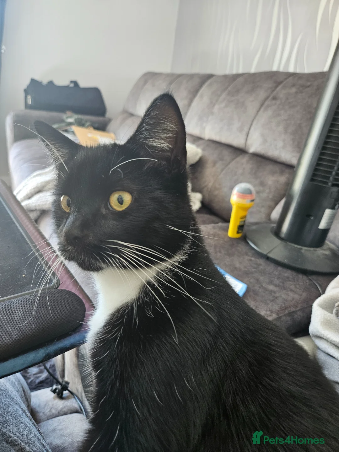 Mixed Breed cats for sale: 10 month old kittens  in Birkenhead - Advert 2