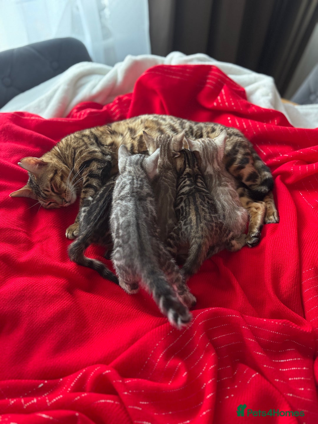 Bengal cats for sale: Purebred Bengal Kittens – Ready for Loving Homes - Advert 27