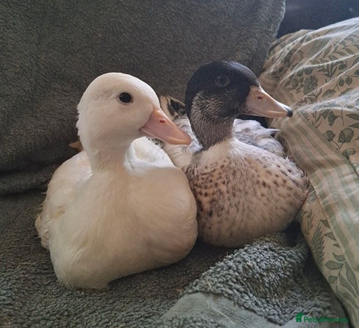 Ducks poultry Call duck pair - Advert 1