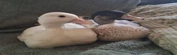 Ducks poultry for sale: Call duck pair - Advert 1