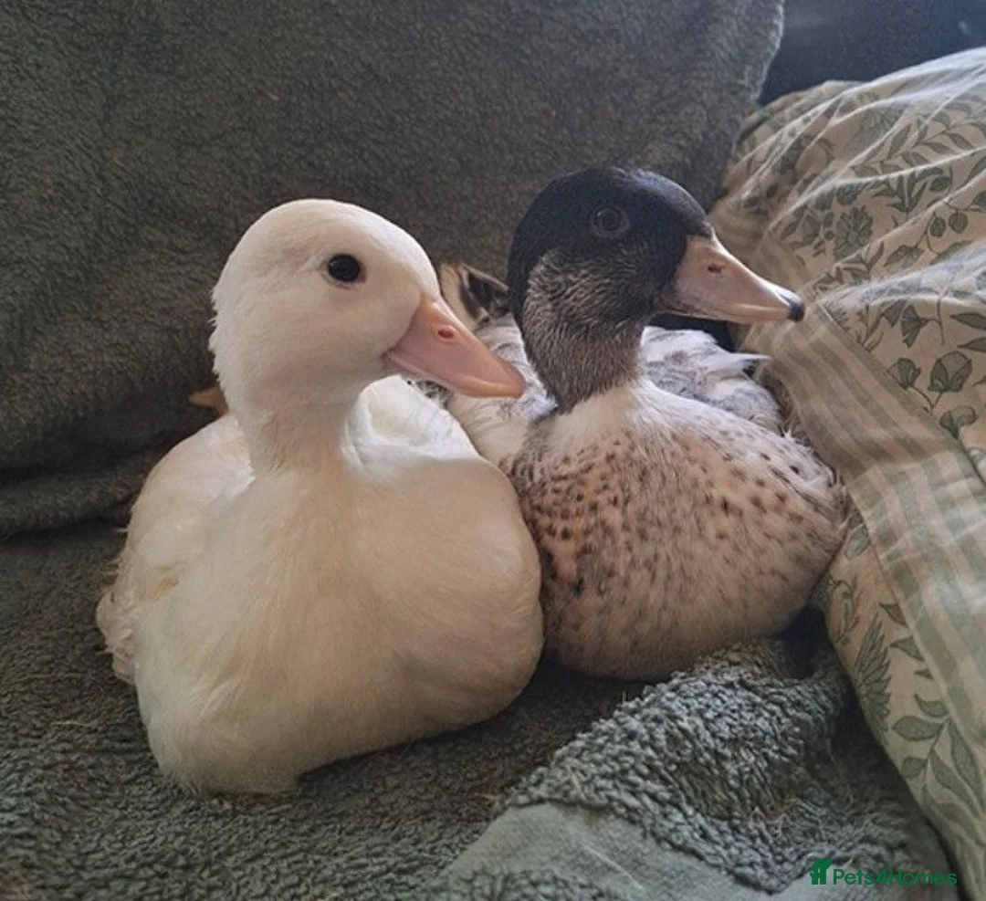 Ducks poultry for sale: Call duck pair - Advert 1