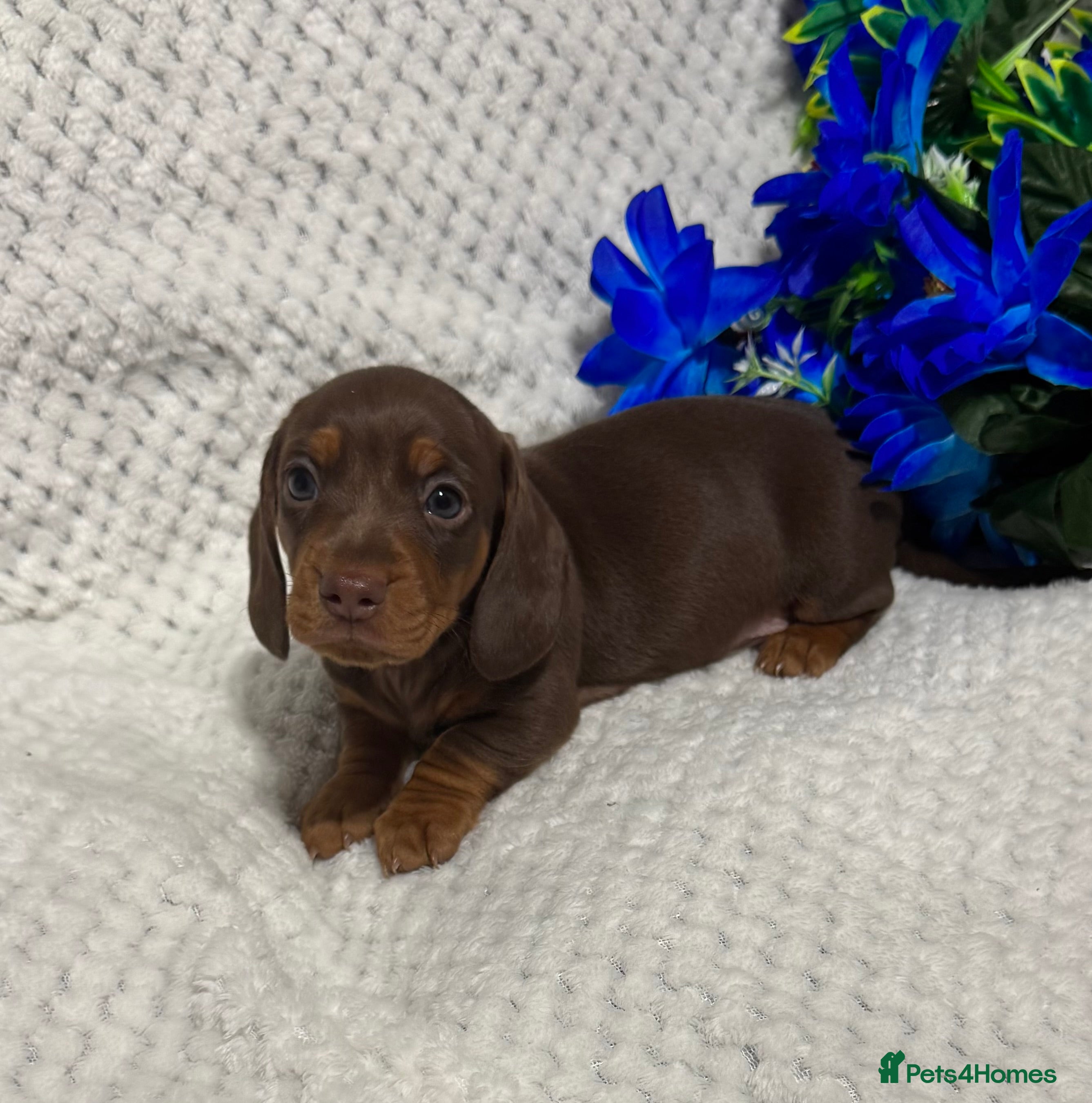 Miniature Dachshund dogs BEAUTIFUL KC MINI DACHSHUND READY TO LEAVE 23/12   - Advert 2