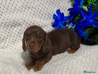Miniature Dachshund dogs BEAUTIFUL KC MINI DACHSHUND READY TO LEAVE 23/12 - Advert 2