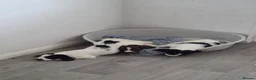 English Springer Spaniel dogs for sale: Black and white female - Advert 3