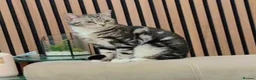 Bengal cats for sale: Bengal kitten 9 months old  - Advert 2