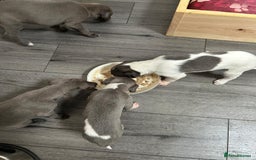 Mixed Breed dogs for sale: Bedlington Whippet puppies  - Image 3