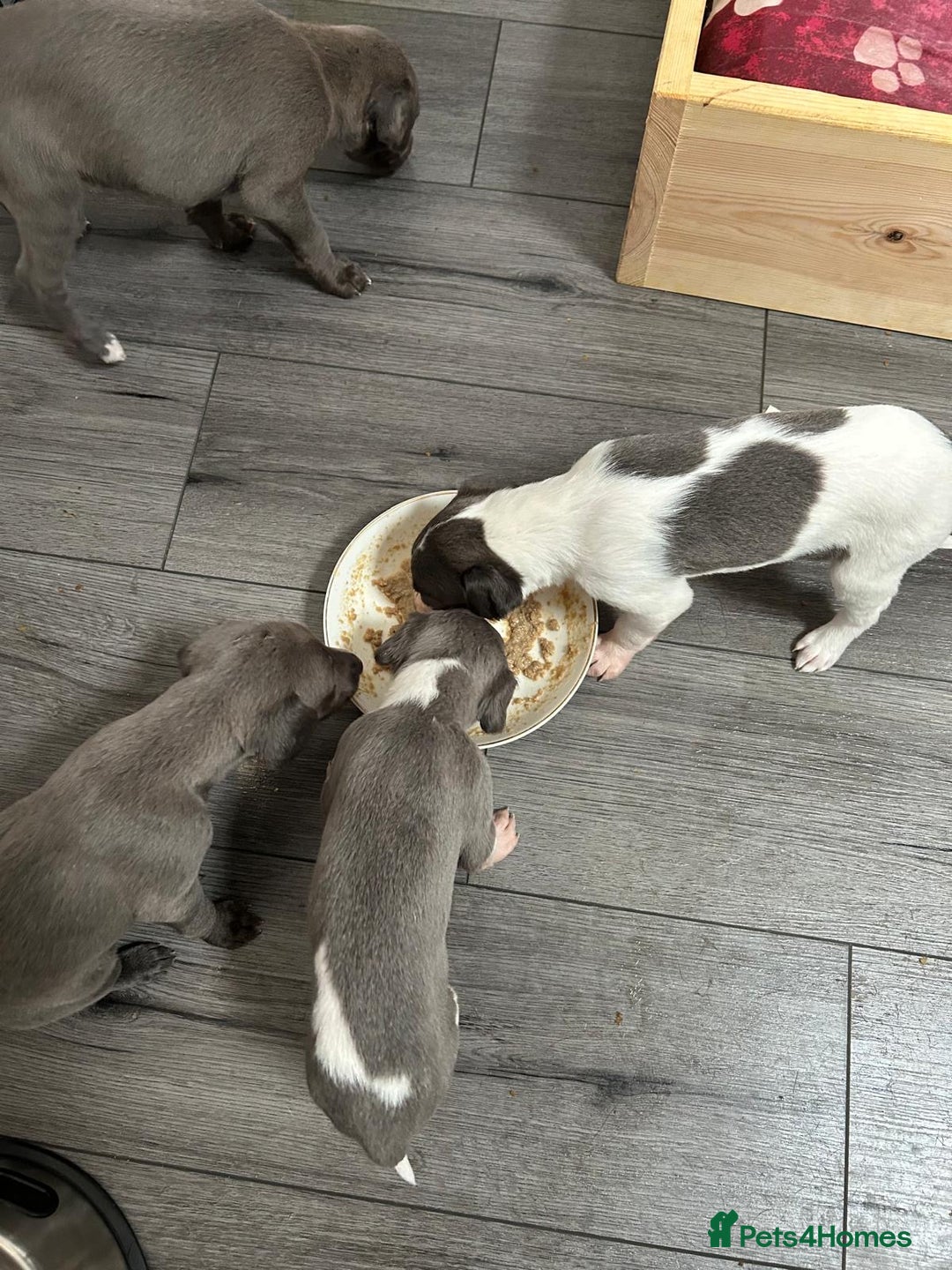 Mixed Breed dogs for sale: Bedlington Whippet puppies  - Image 3
