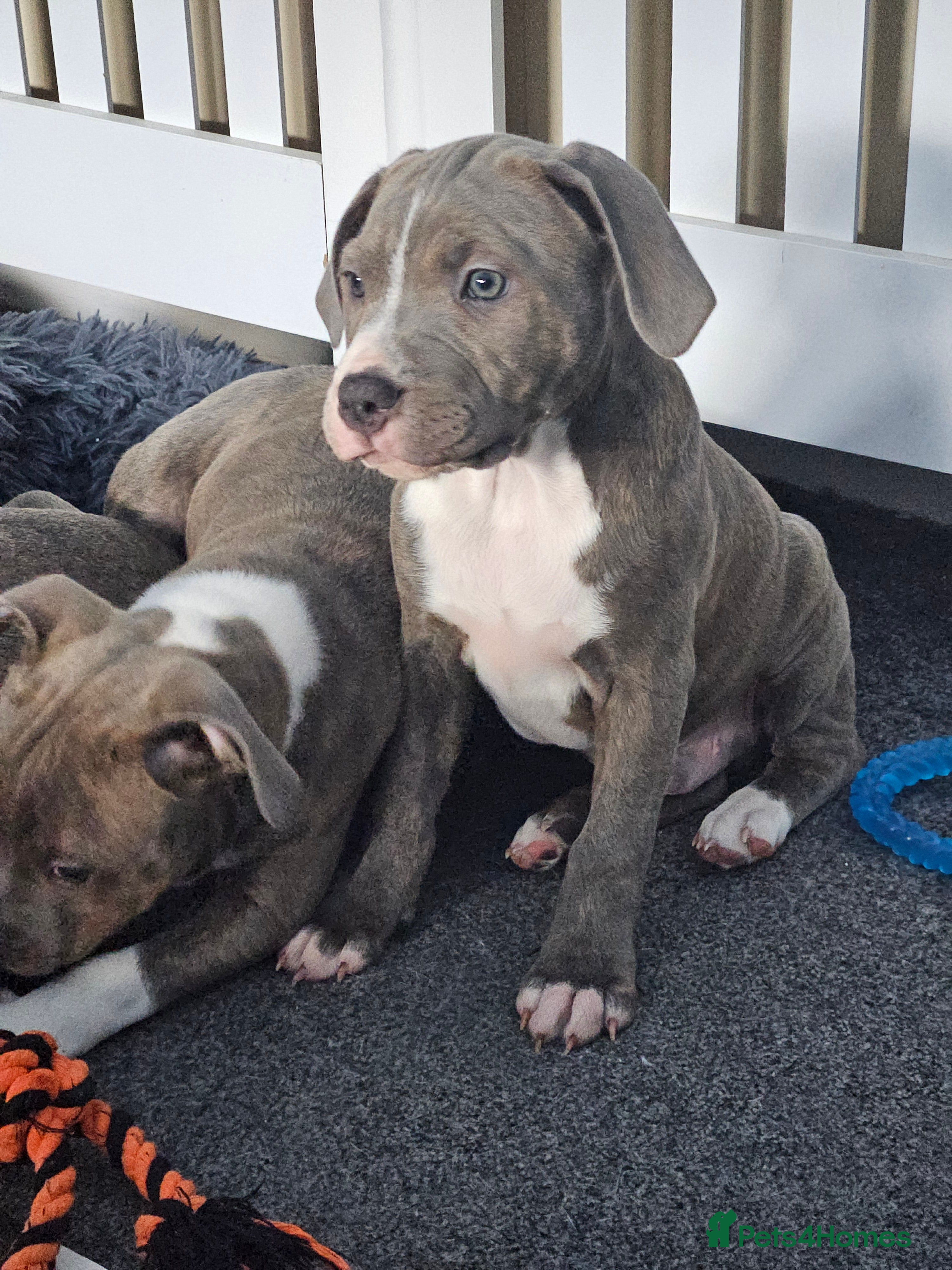 Staffordshire Bull Terrier dogs Staffy Puppies. Exceptional Temperament. - Advert 4