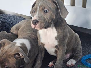 Staffordshire Bull Terrier dogs Staffy Puppies. Exceptional Temperament. - Advert 4