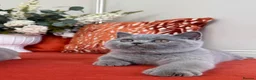 British Shorthair cats for sale: British shorthair available 🧡 - Advert 4