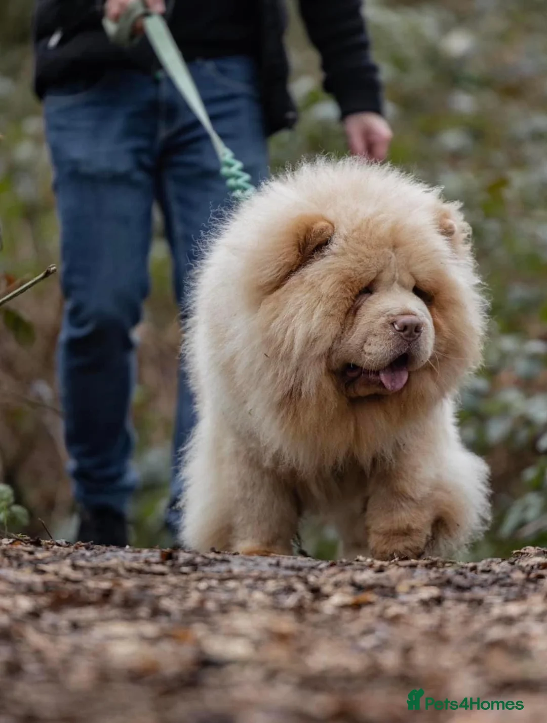 Chow Chow dogs for stud: UKs 🇬🇧 No1 Lilac platinum,top quality rare stud in Liverpool - Advert 2