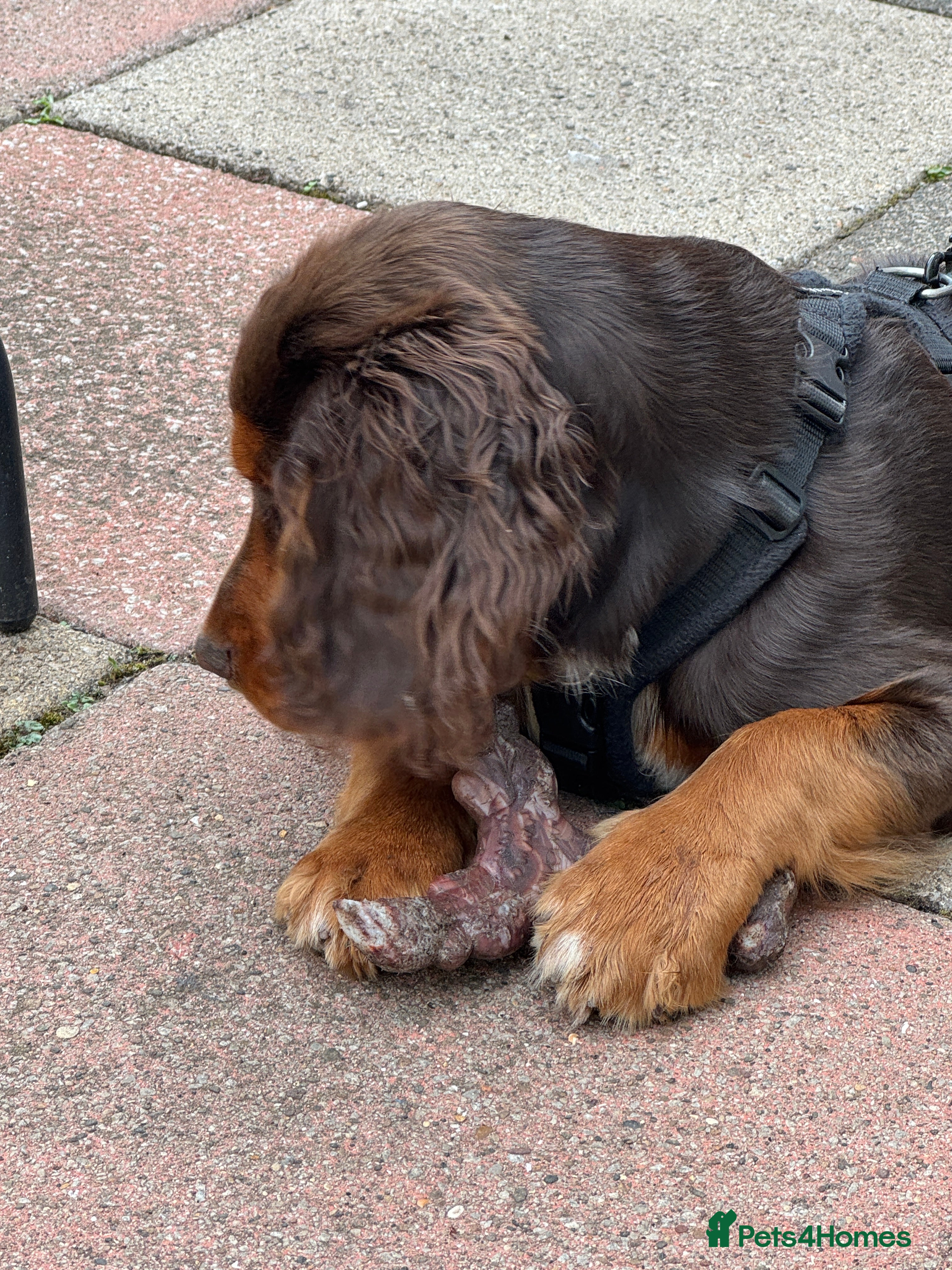 Mixed Breed dogs Sold pending collection  - Advert 1