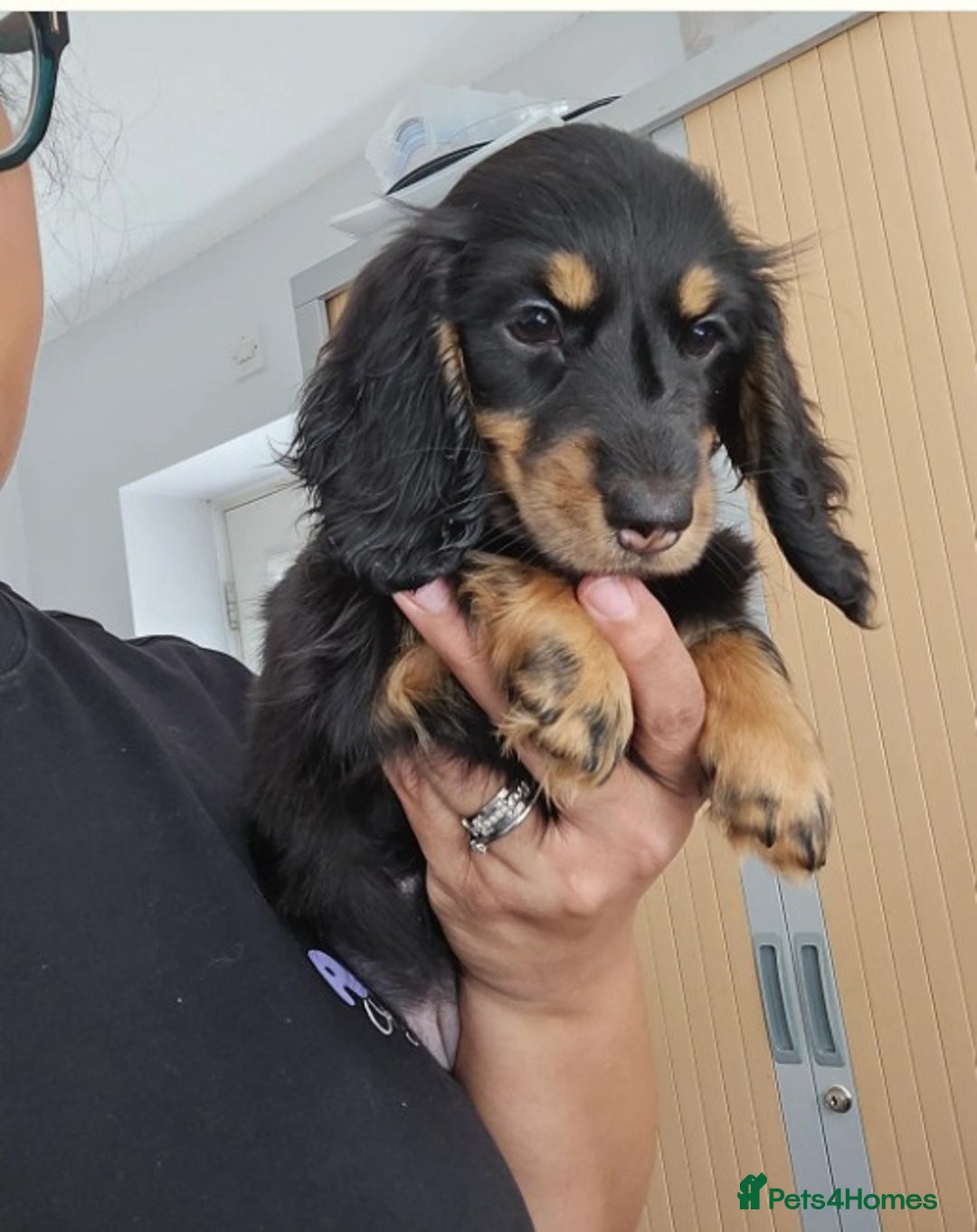Miniature Dachshund dogs for sale: Adorable Miniature Long-Haired Dachshund Puppies  - Advert 3