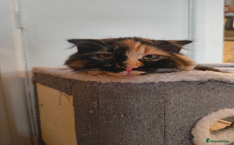 Scottish Fold cats in Manningtree - Advert 4