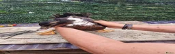 Mixed Breed poultry for sale: Stunning variety of hens cocks and drakes  - Advert 20