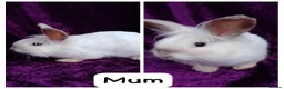Mini Lion Lop rabbits for sale: Mini lion head lop  - Advert 37
