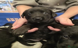 Mixed Breed dogs for sale: German shepherd x Working Labrador puppies  - Advert 8