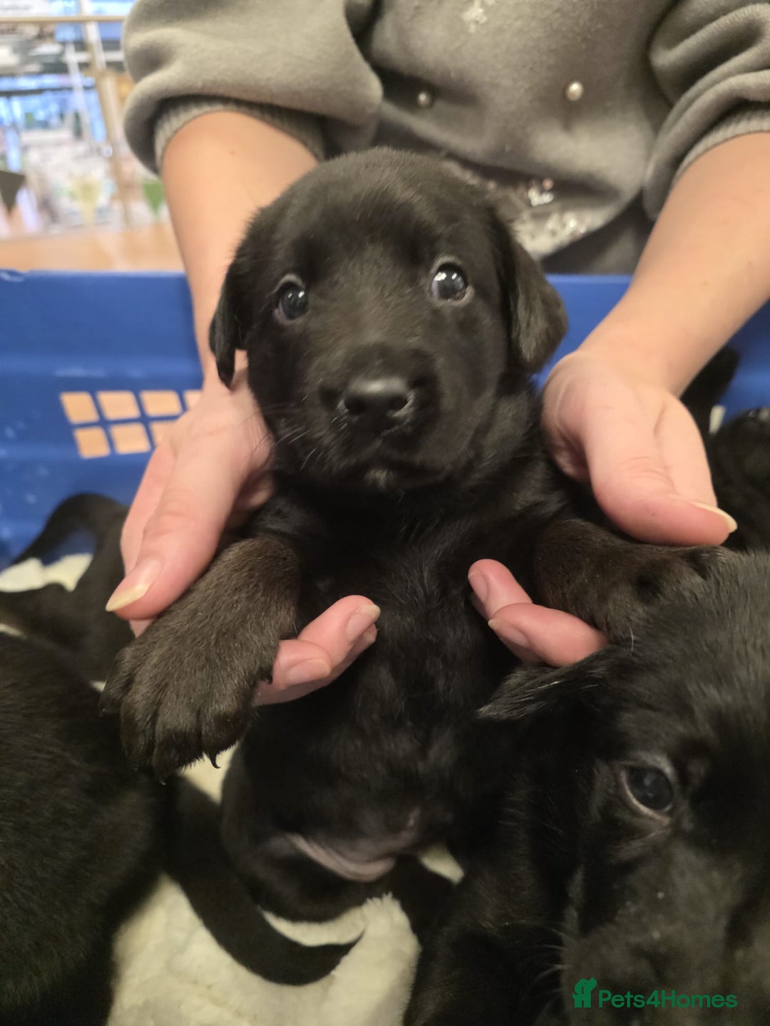 Mixed Breed dogs for sale: German shepherd x Working Labrador puppies  - Advert 8