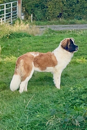 Gallery Image {{count}}