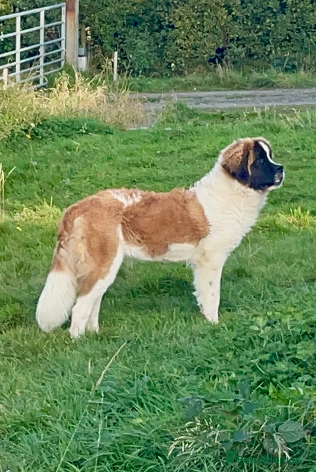 Gallery Image {{count}}