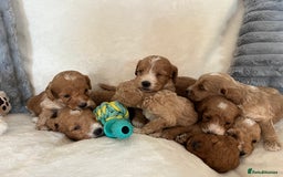 Cockapoo dogs for sale: Cockapoo puppies - DNA Health test clear  - Image 10