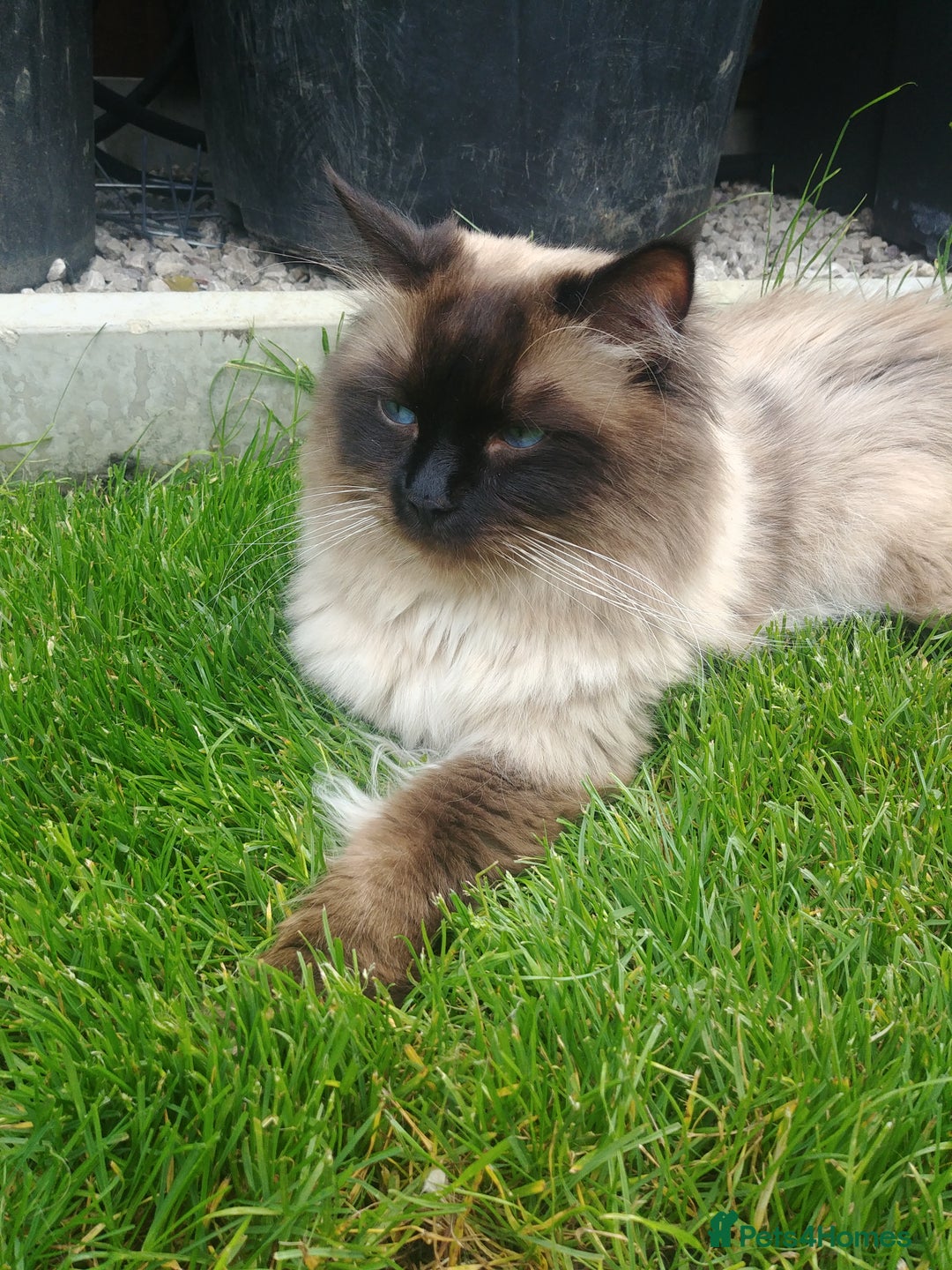 Ragdoll cats for stud: GCCF Active Register Seal Point Awesome Ragdoll in Luton - Image 7