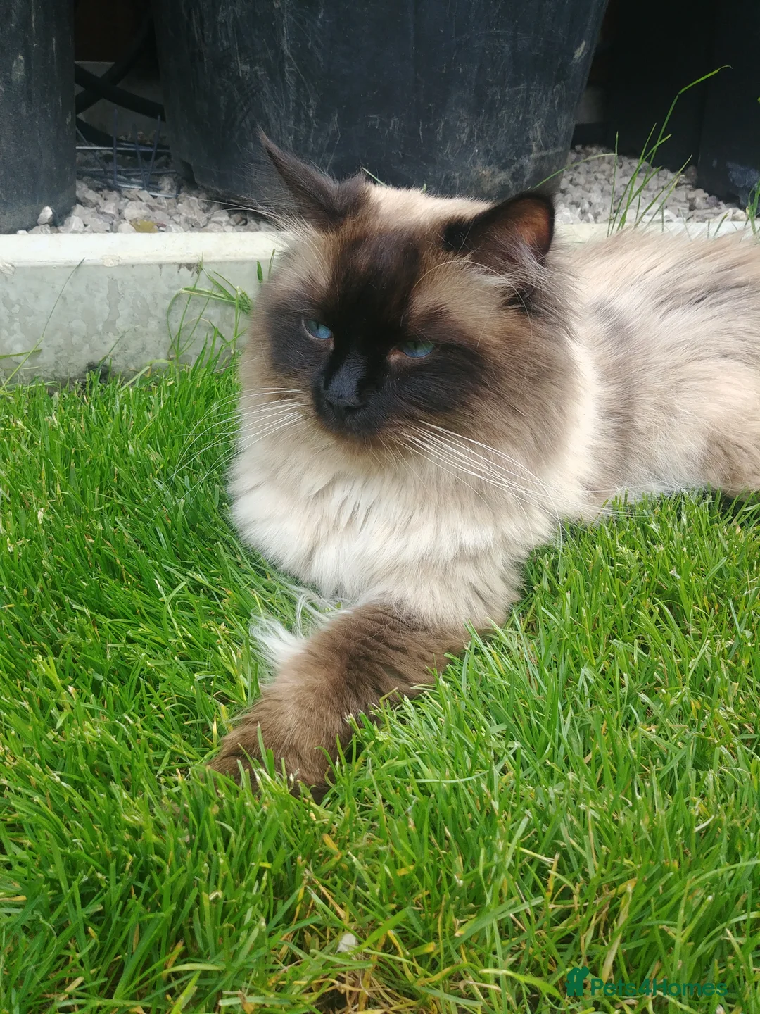 Ragdoll cats for stud: GCCF Active Register Seal Point Awesome Ragdoll in Luton - Advert 7