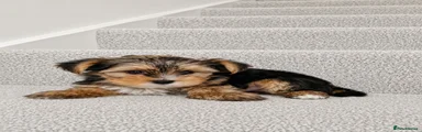 Yorkshire Terrier 4