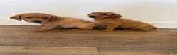 Goldador dogs for sale: Fantastic red goldador puppies  - Advert 22