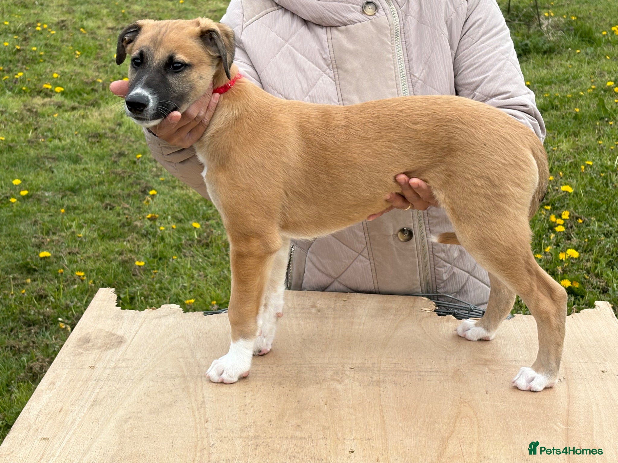Mixed Breed dogs for sale: Lurcher Pups - Advert 1