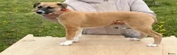 Mixed Breed dogs for sale: Lurcher Pups - Advert 1