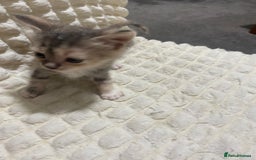 Mixed Breed cats for sale: Mama Cat and Kittens - Image 2
